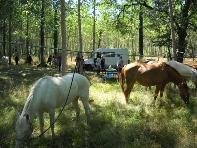 Randonnee equestre en ete